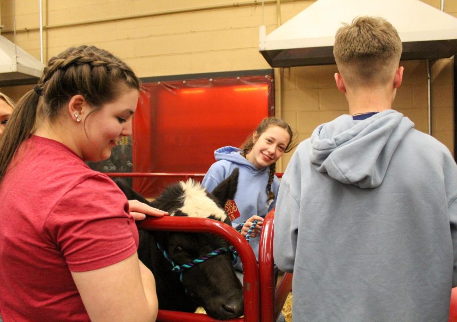 Even though most Titans have seen livestock, they still enjoyed the petting zoo while in line for milkshakes on Friday.