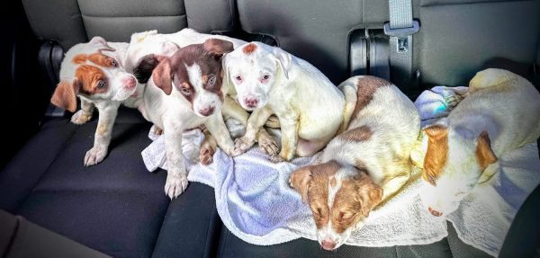 The Titan Puppies were rescued from the side of Coal Mine Road one morning before school.